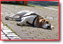 Hund